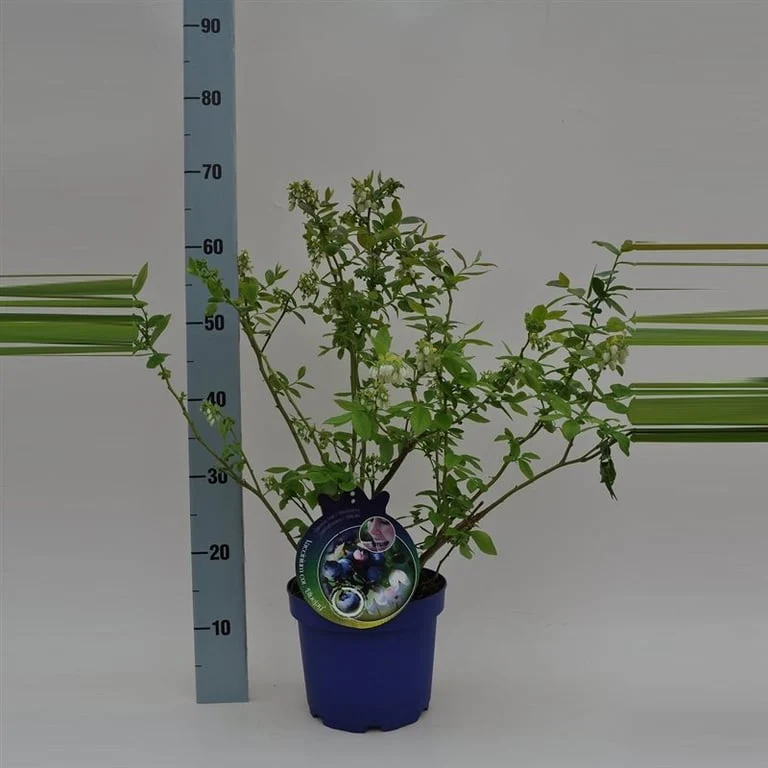 Vaccinium cor. Darrow  40-50 CM C4 - Image 2