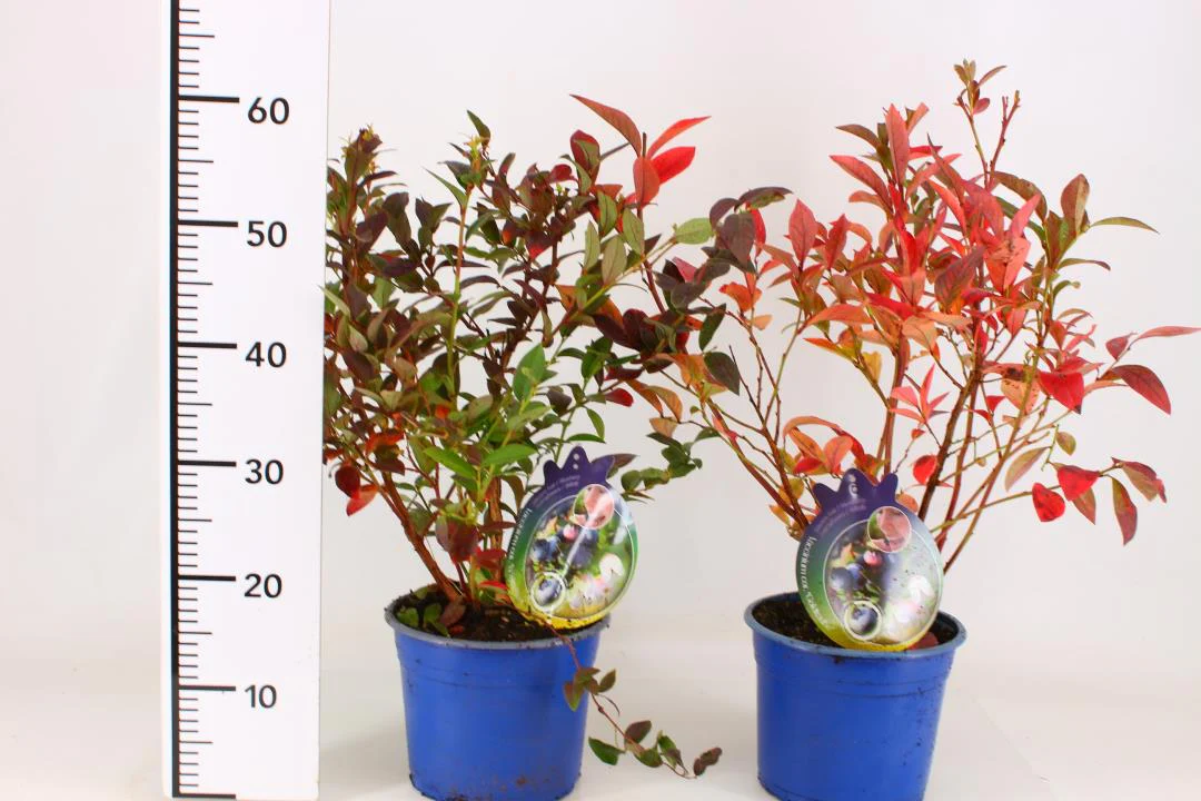 Vaccinium corymbosum - Image 2