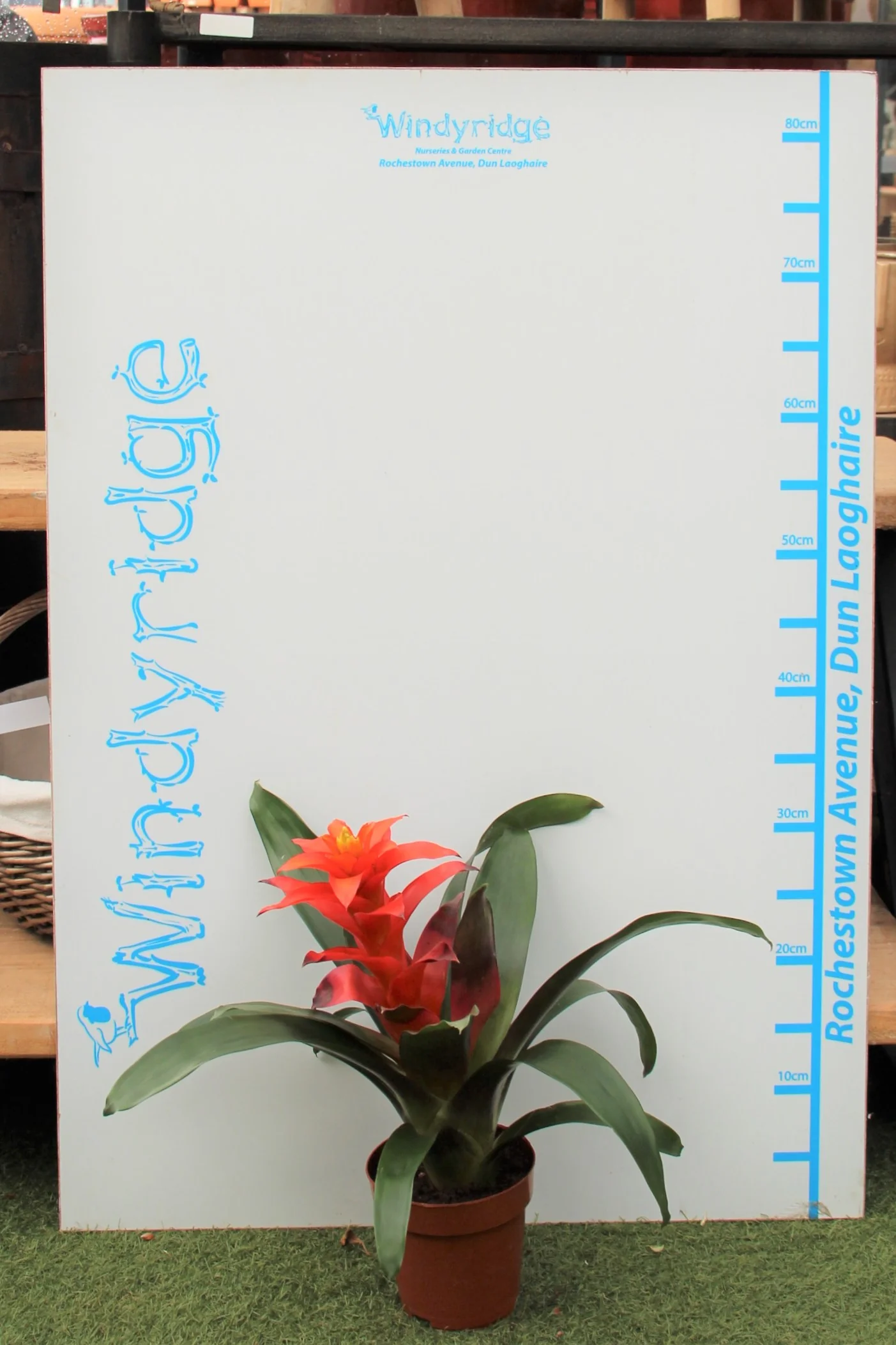 Vase Plant (Guzmania Fiero Orange) - Image 3