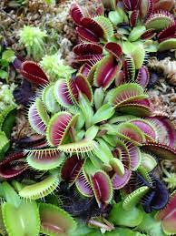 Venus Flytrap Dionaea muscipula  (12cm Pot) - Image 2