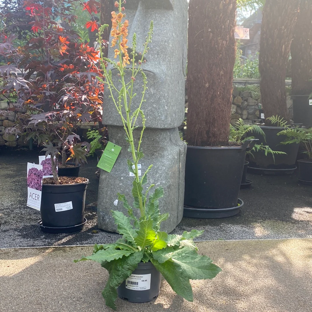 VERBASCUM Clementine - Image 2