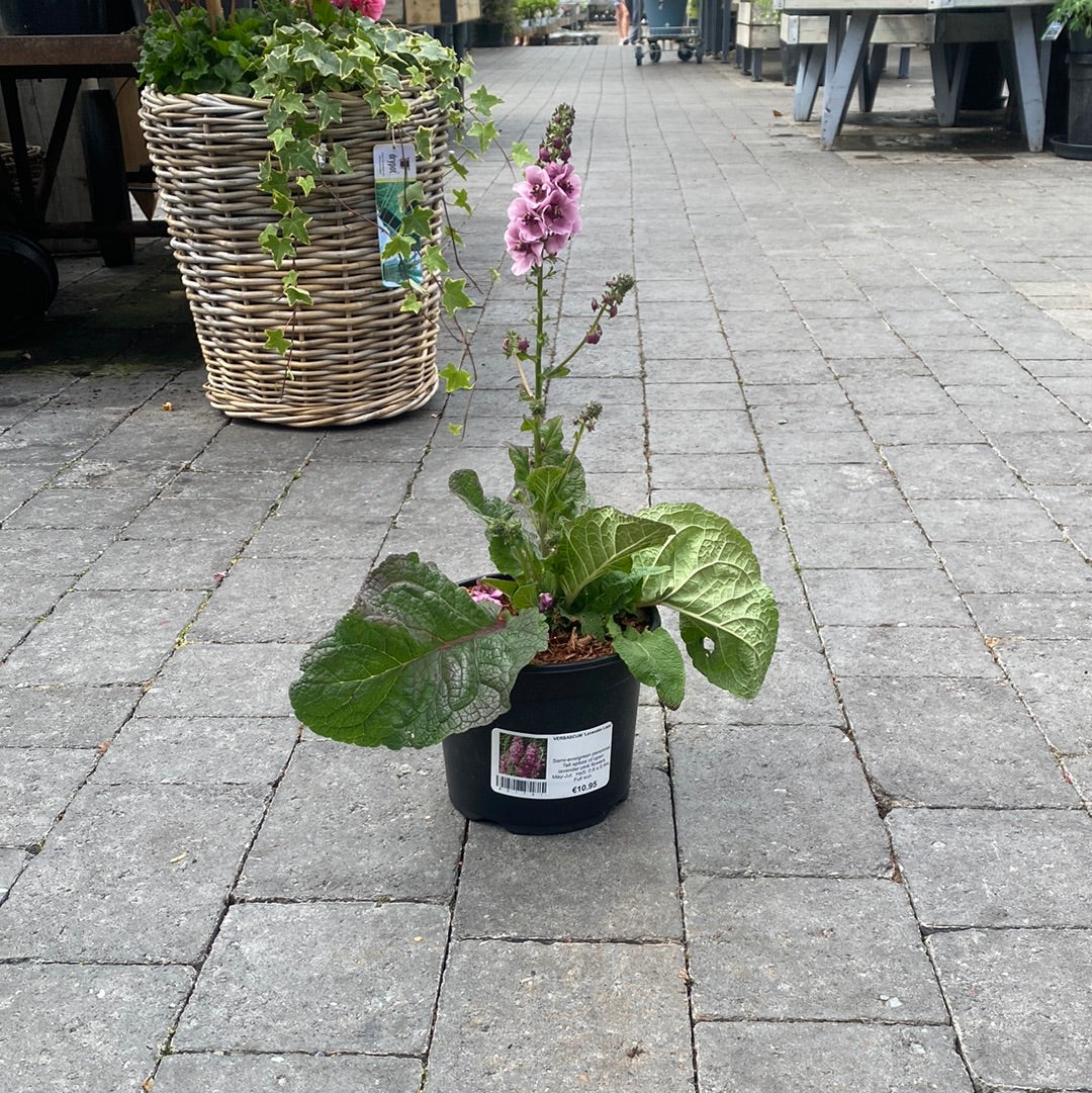 VERBASCUM Lavender Lass - Image 2