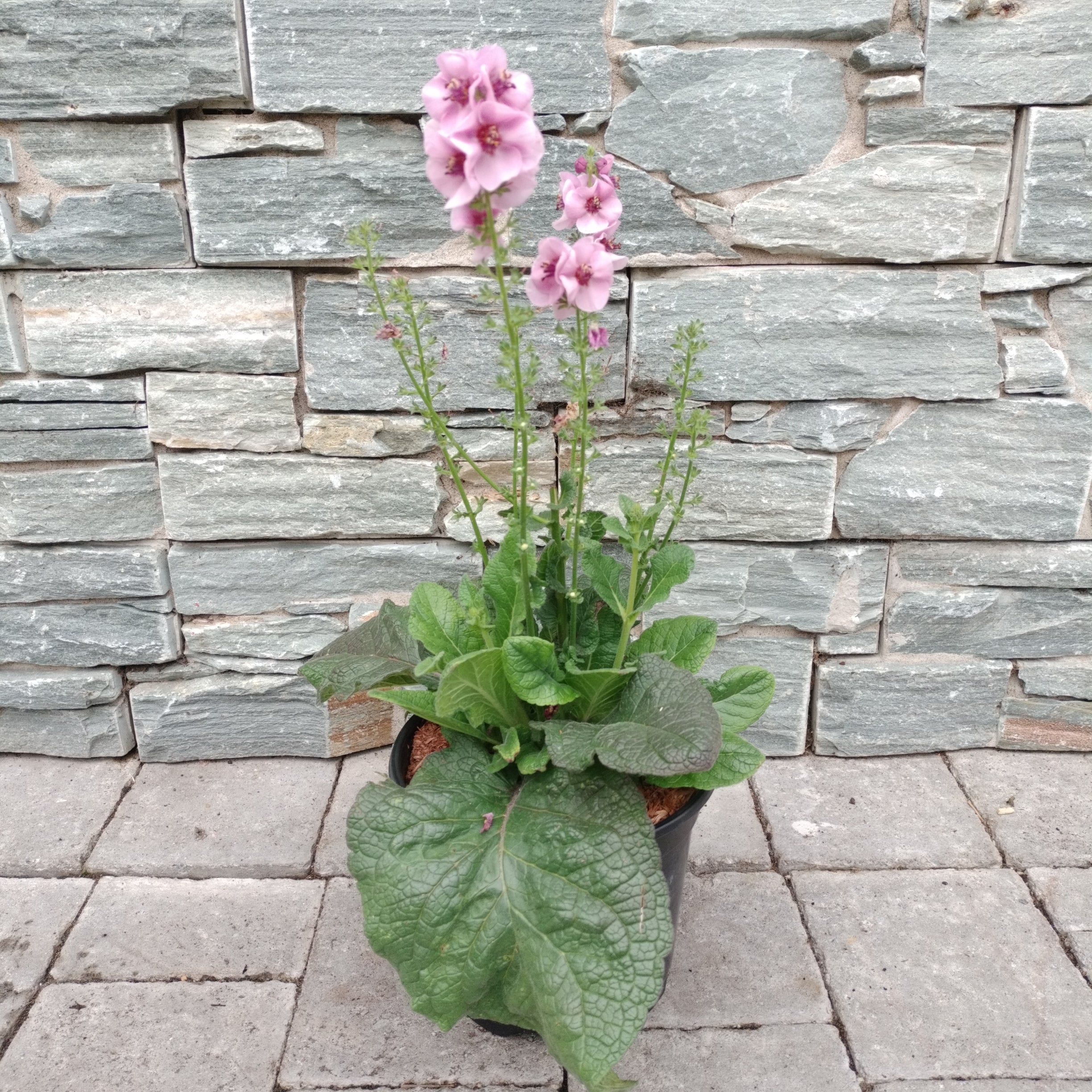 VERBASCUM Lavender Lass - Image 3