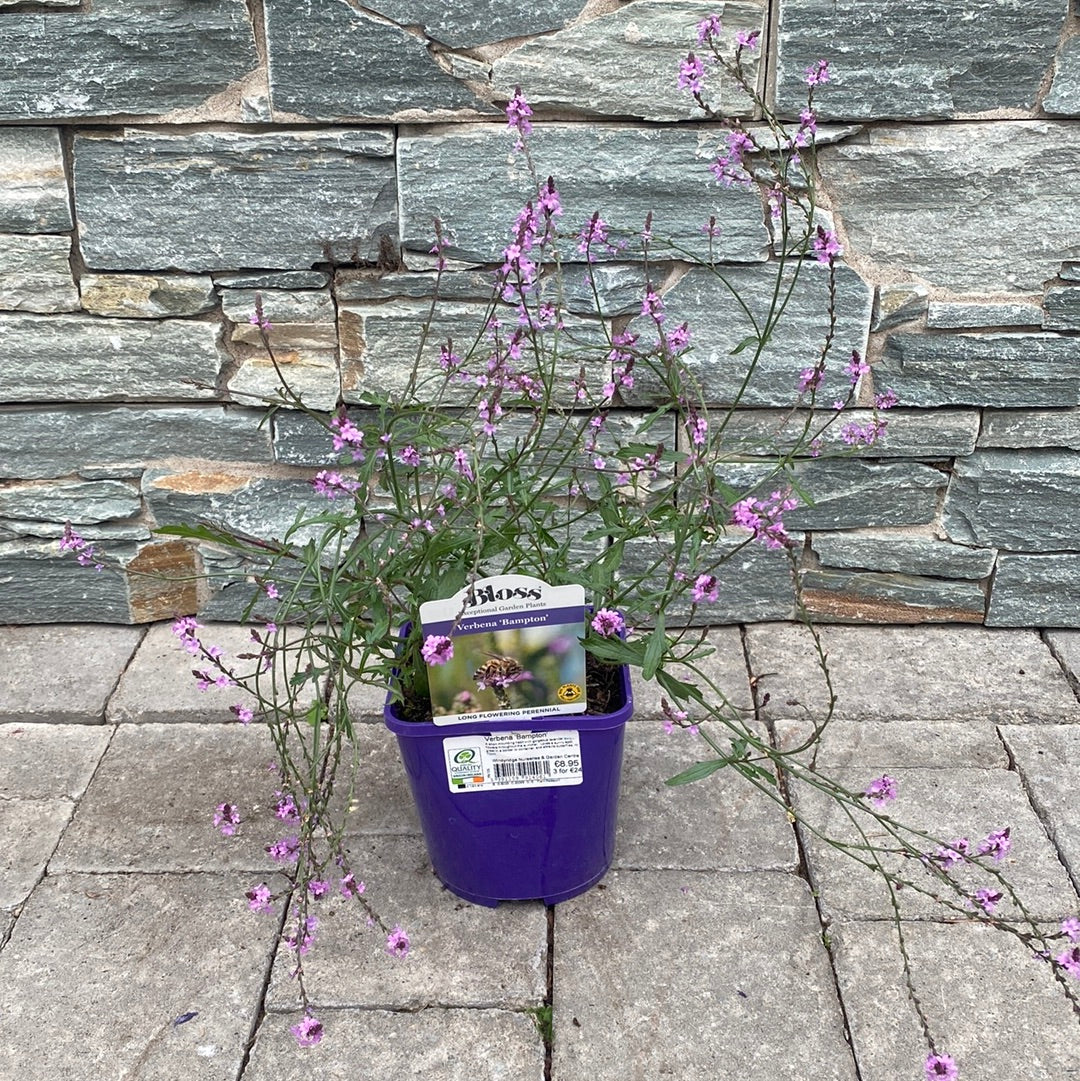 Verbena Bampton