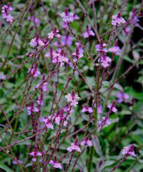 Verbena Bampton - Image 2