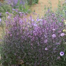 Verbena Bampton 3ltr pots - Image 3