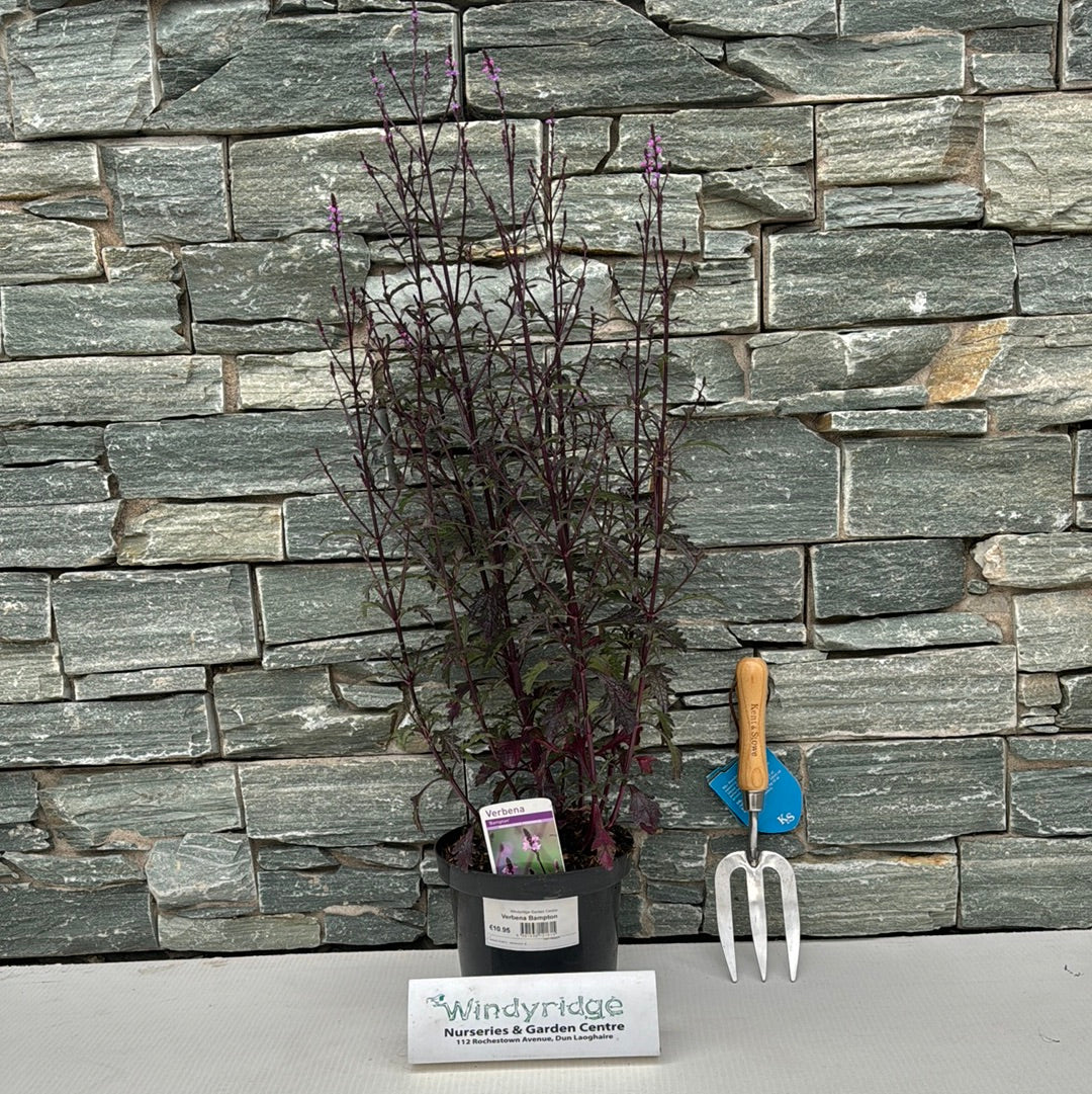 Verbena Bampton 3ltr pots - Image 4