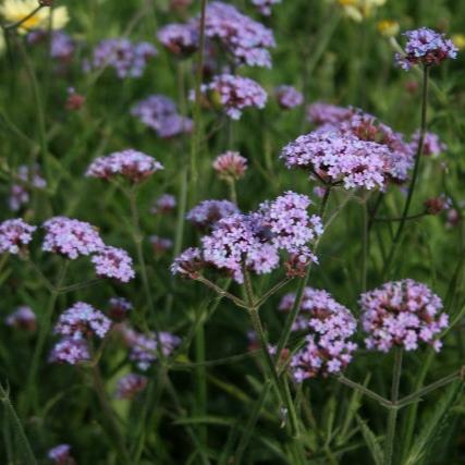 VERBENA bon. Lollipop