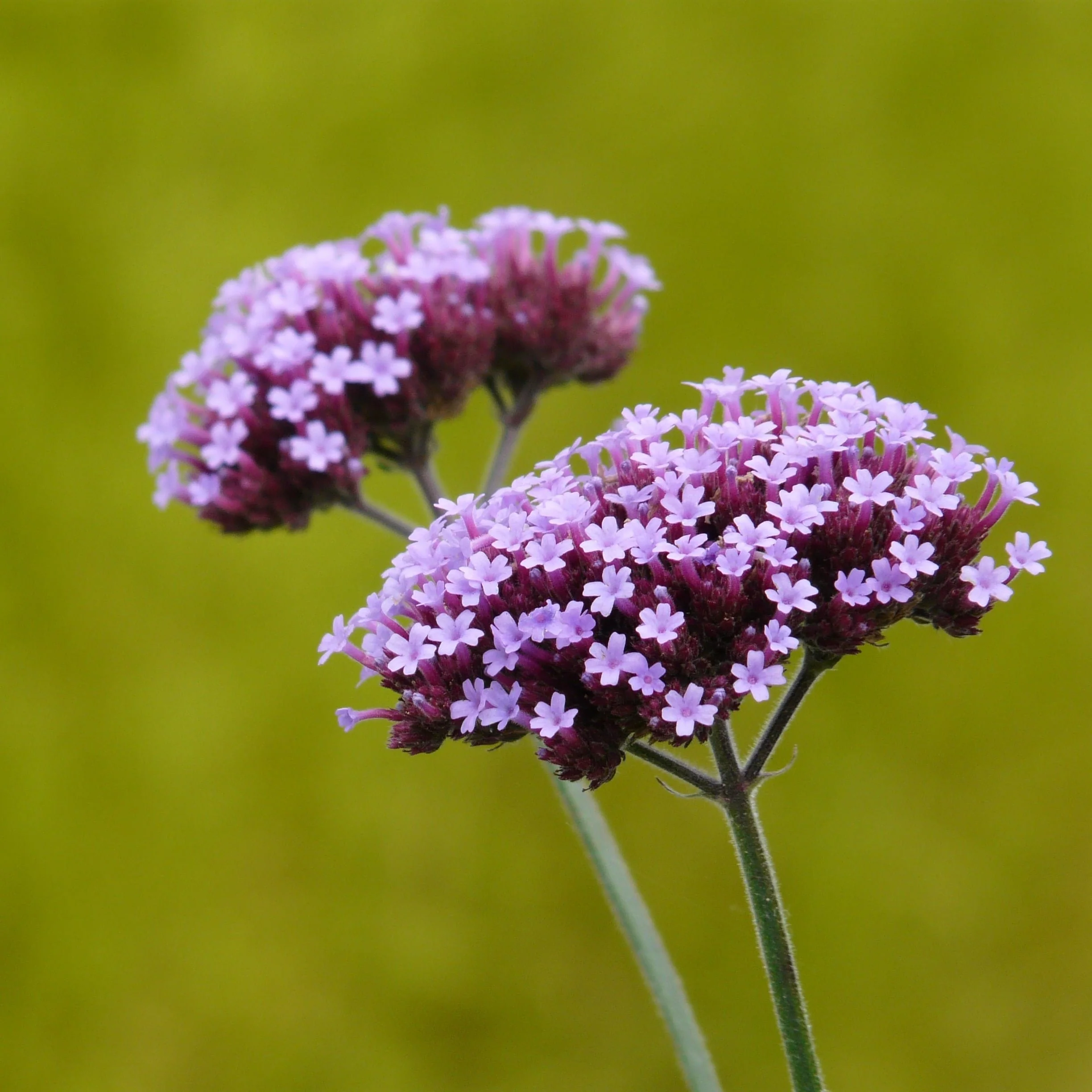 VERBENA bon. Lollipop - Image 3