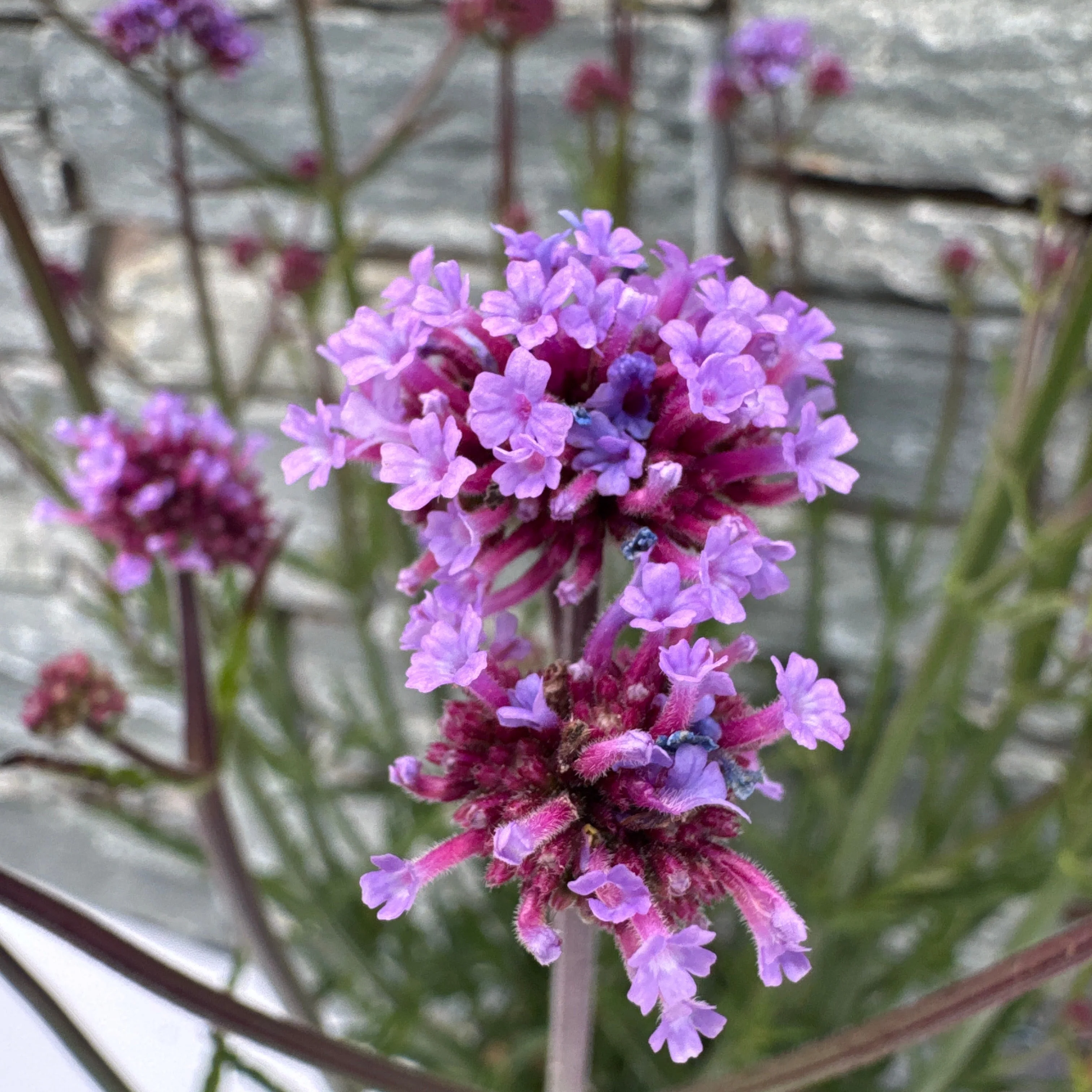 VERBENA bon. Meteor Shower - Image 3