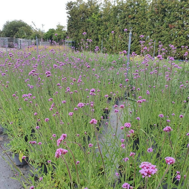 VERBENA bonariensis - Image 2