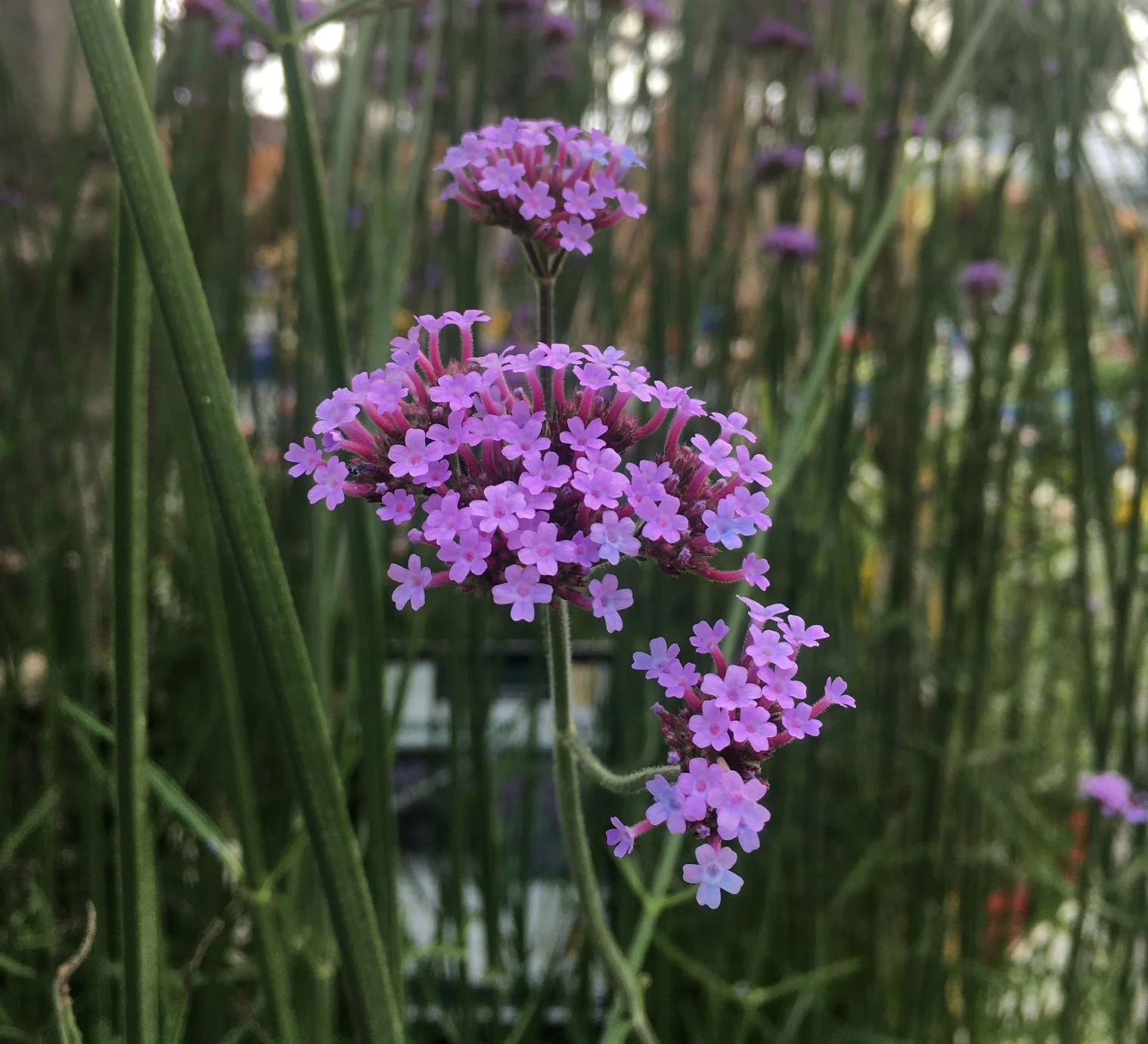 Verbena bonariensis