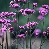 Verbena bonariensis