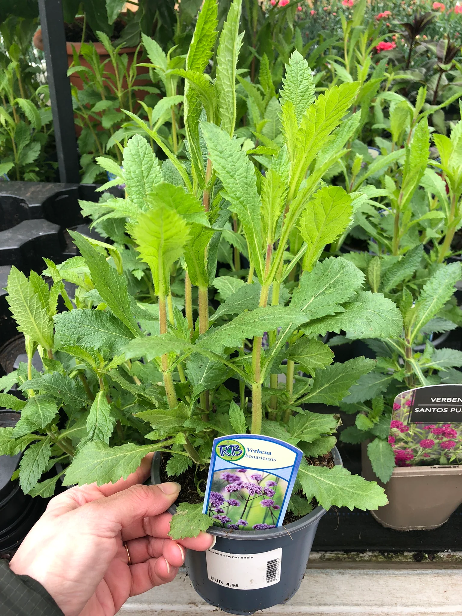 Verbena bonariensis - Image 2