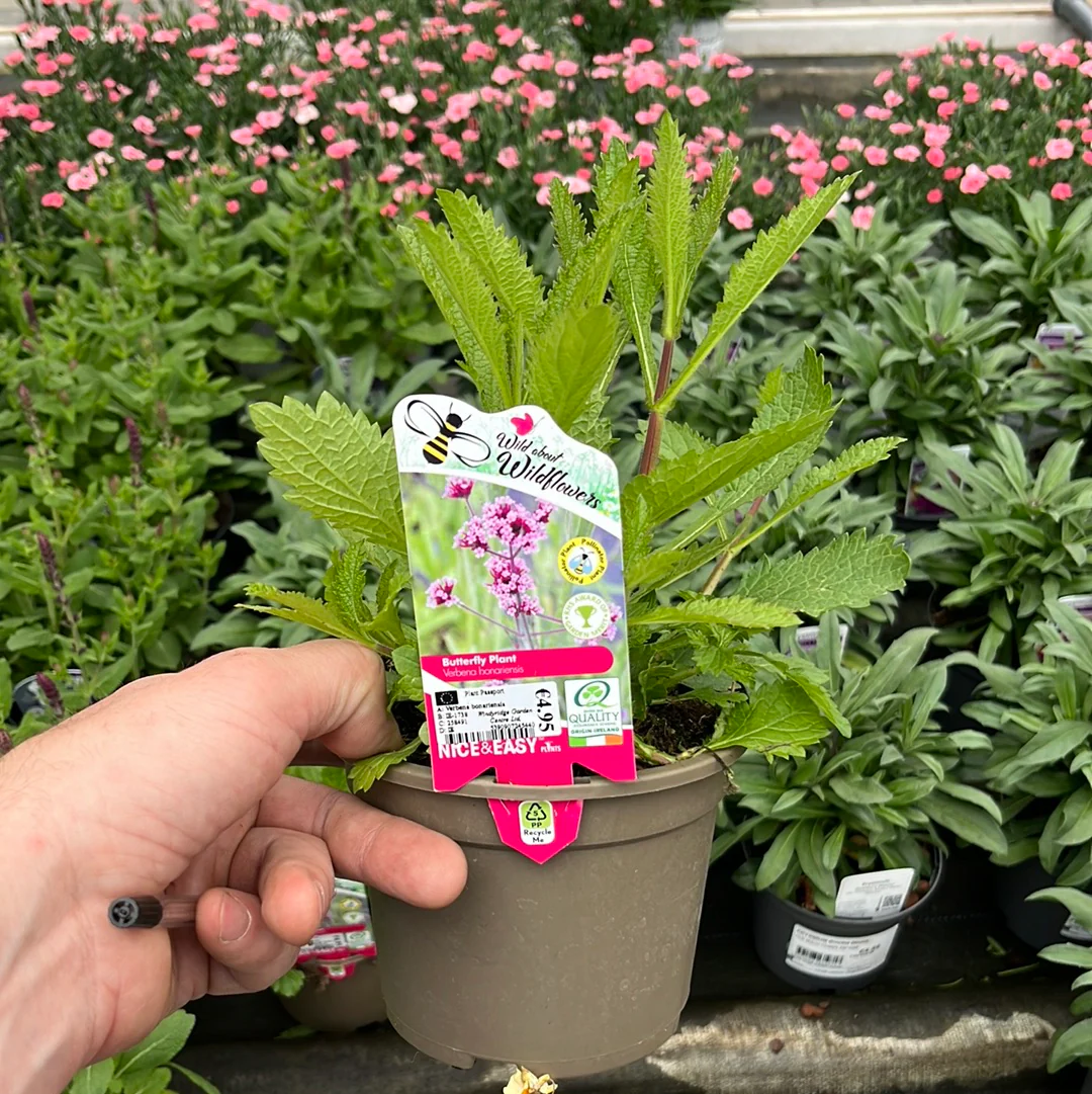 Verbena bonariensis - Image 3