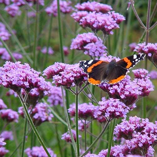 Verbena bonariensis - Image 2