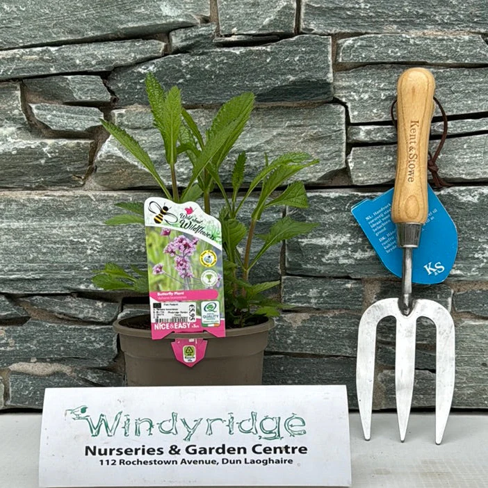 Verbena bonariensis 1L