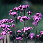 Verbena bonariensis 1L - Image 2