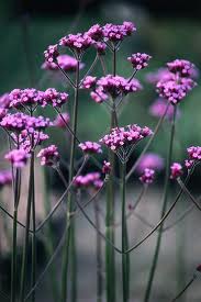 Verbena bonariensis