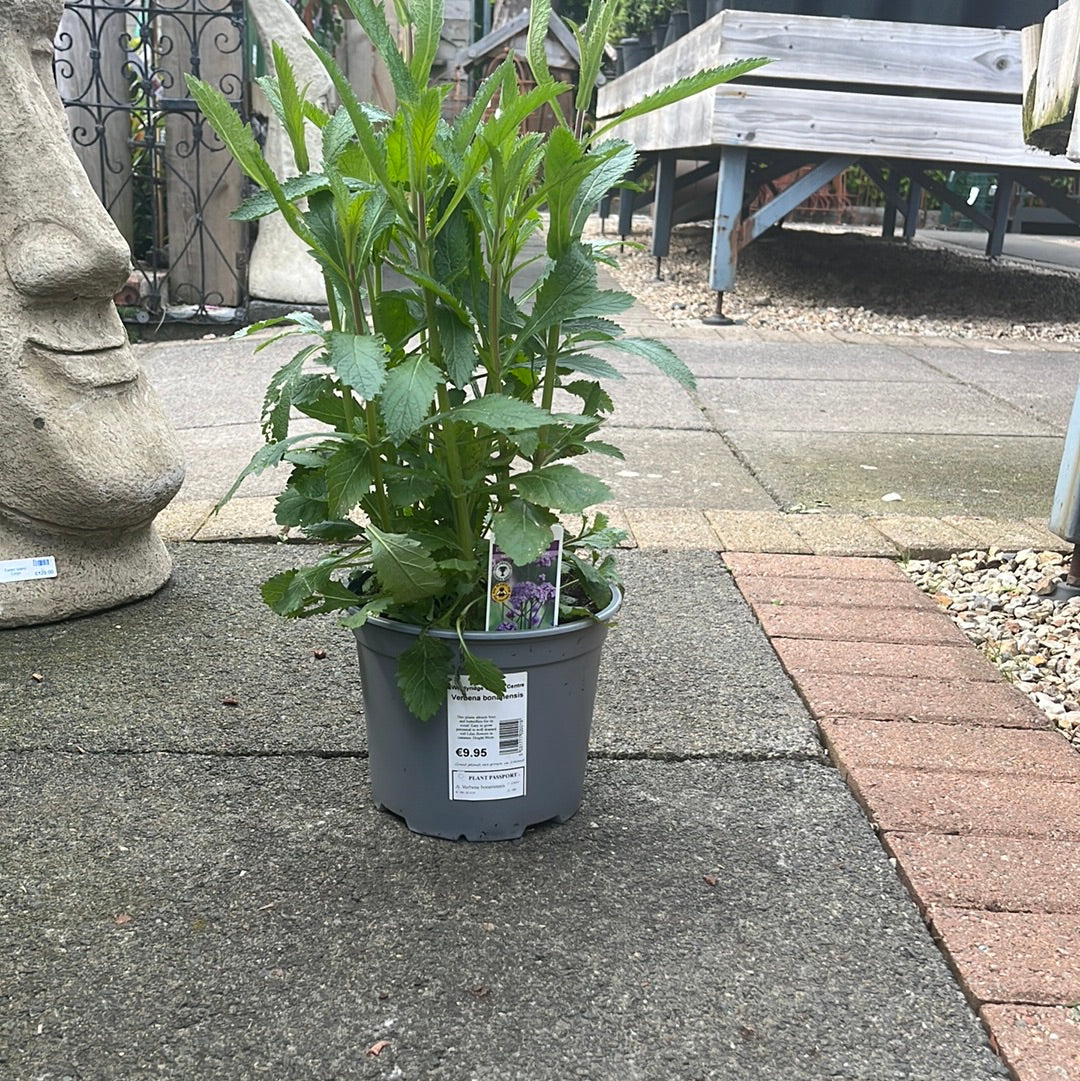 Verbena bonariensis - Image 2