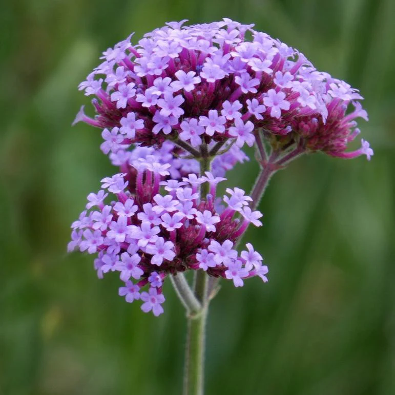 Verbena bonariensis - Image 3