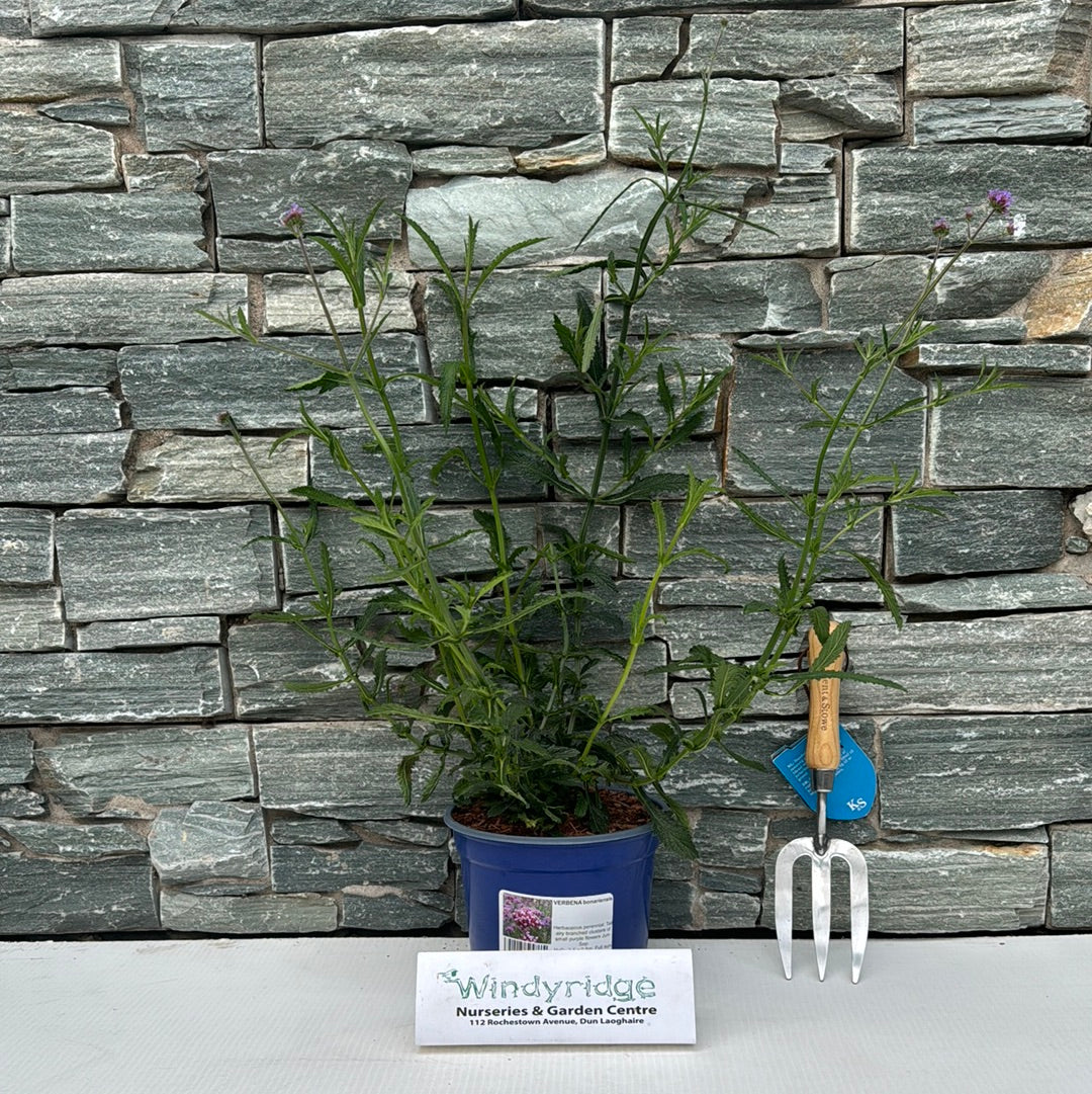 VERBENA bonariensis - Image 2