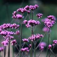 VERBENA bonariensis - Image 3