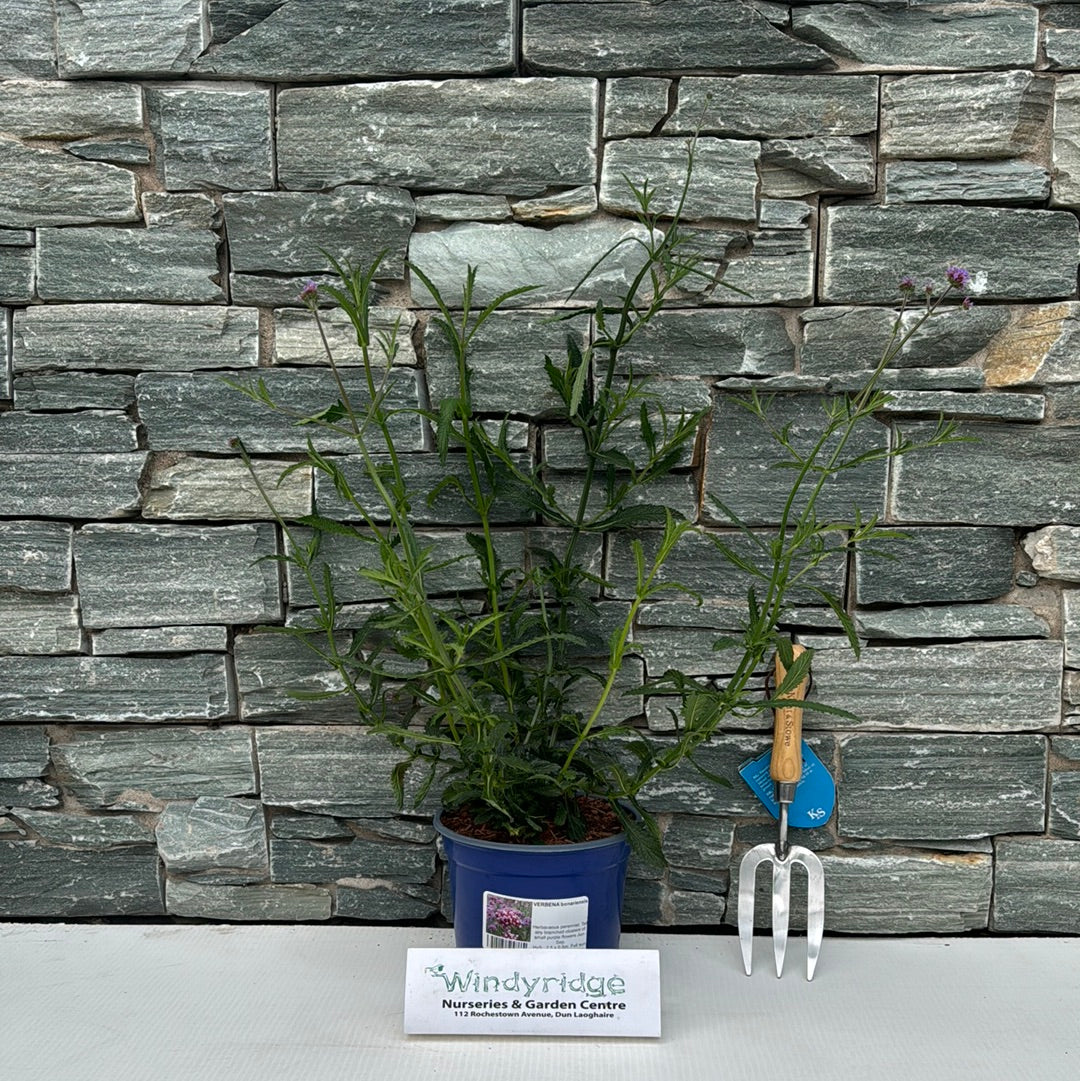 VERBENA bonariensis - Image 4