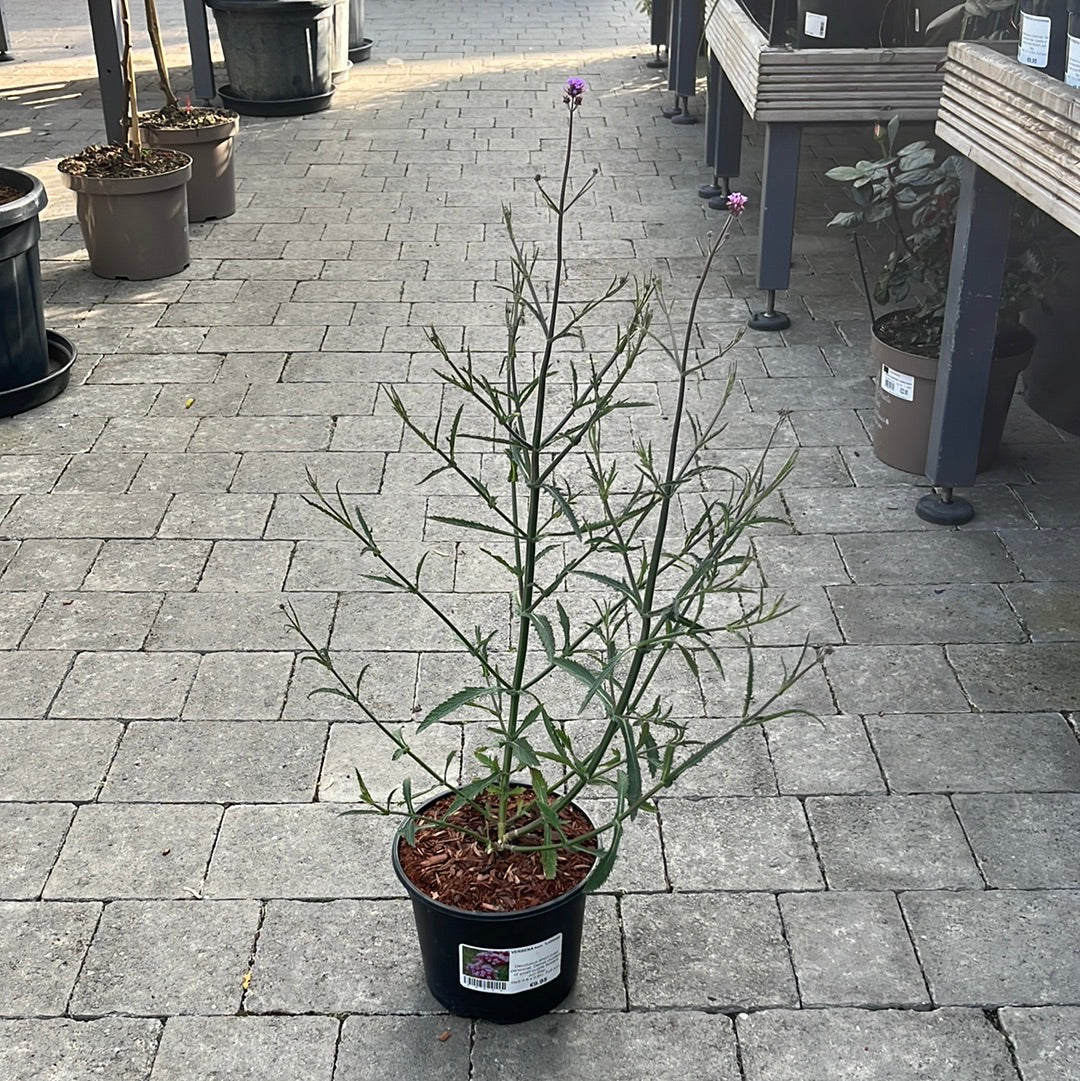 Verbena bonariensis Lollipop - Image 2