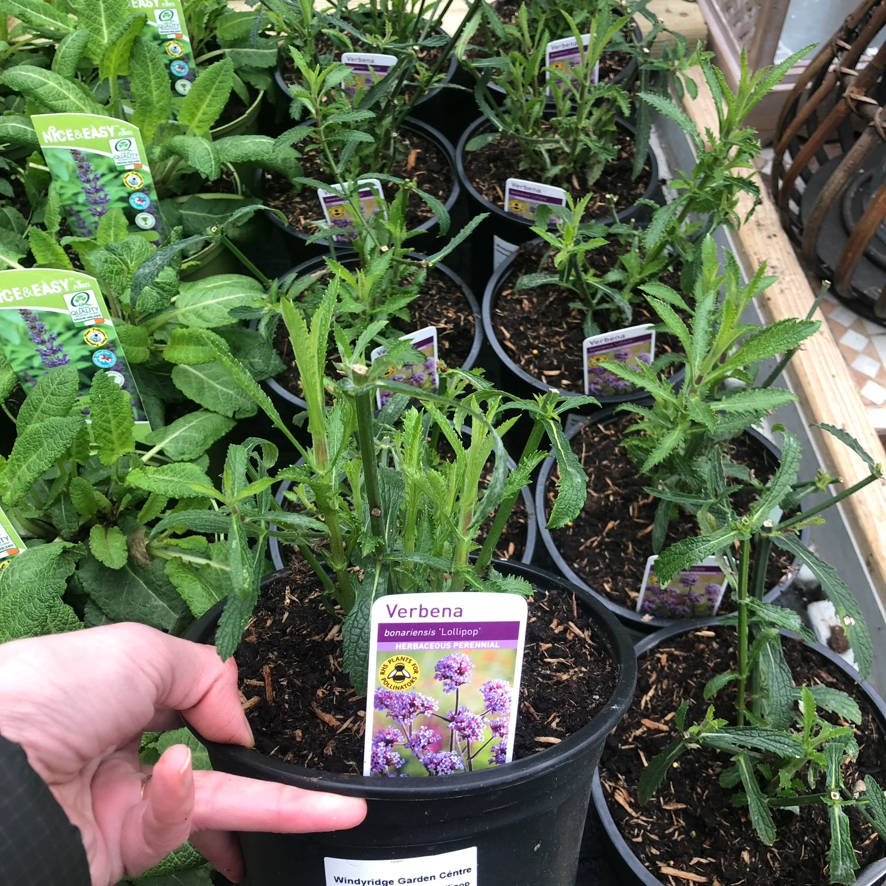 Verbena bonariensis Lollipop - Image 3