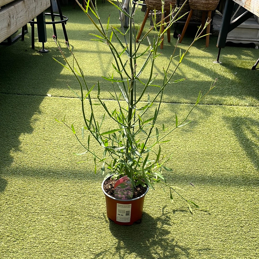 Verbena bonariensis Lollipop - Image 4