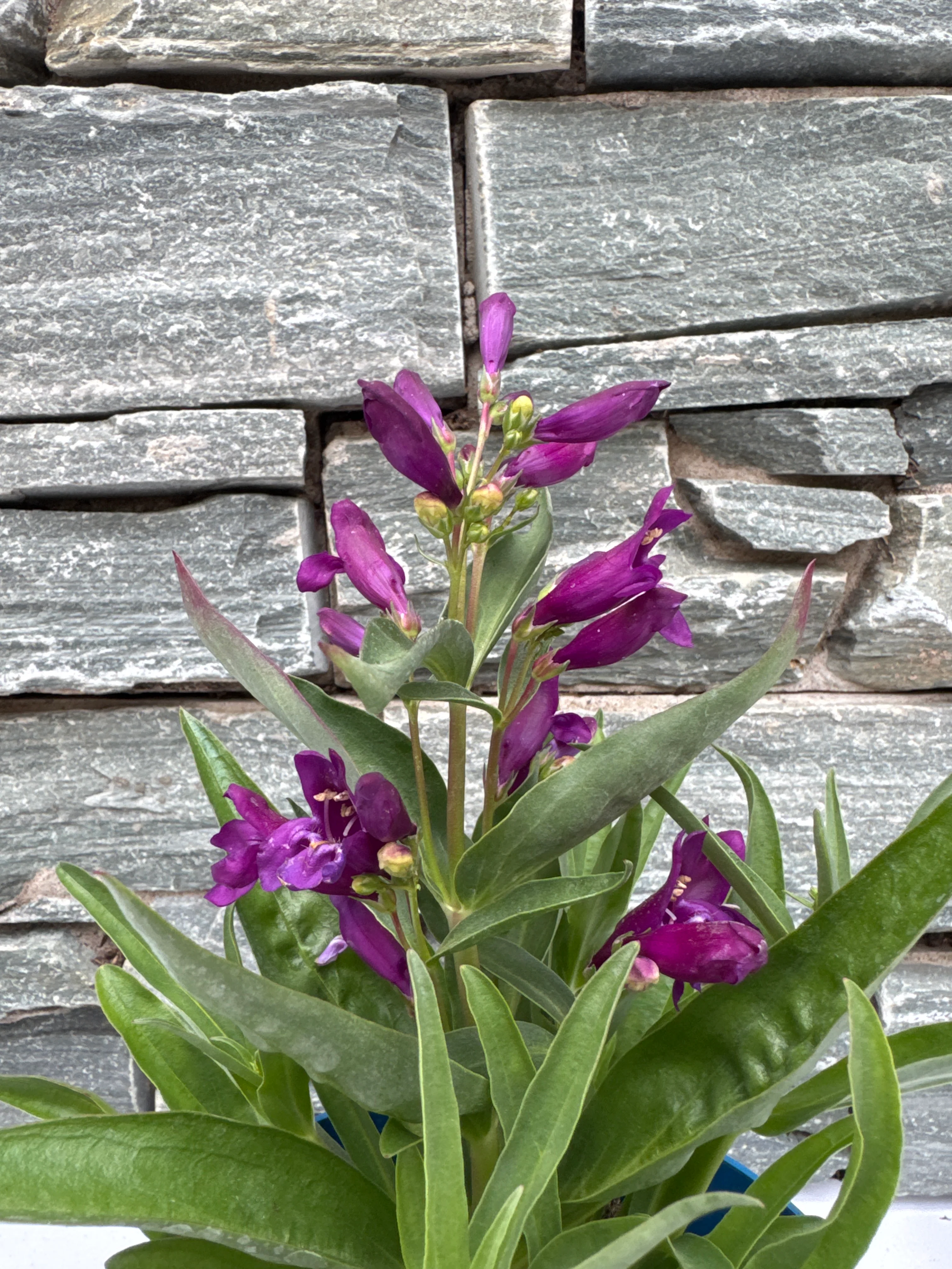 Verbena in varieties - Image 2