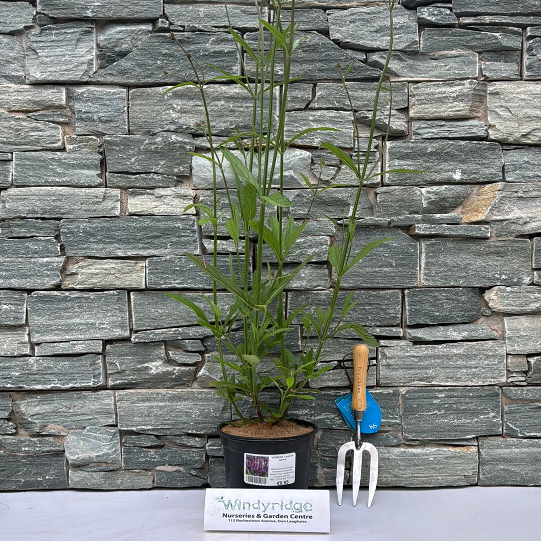 VERBENA Lavender Spires - Image 2