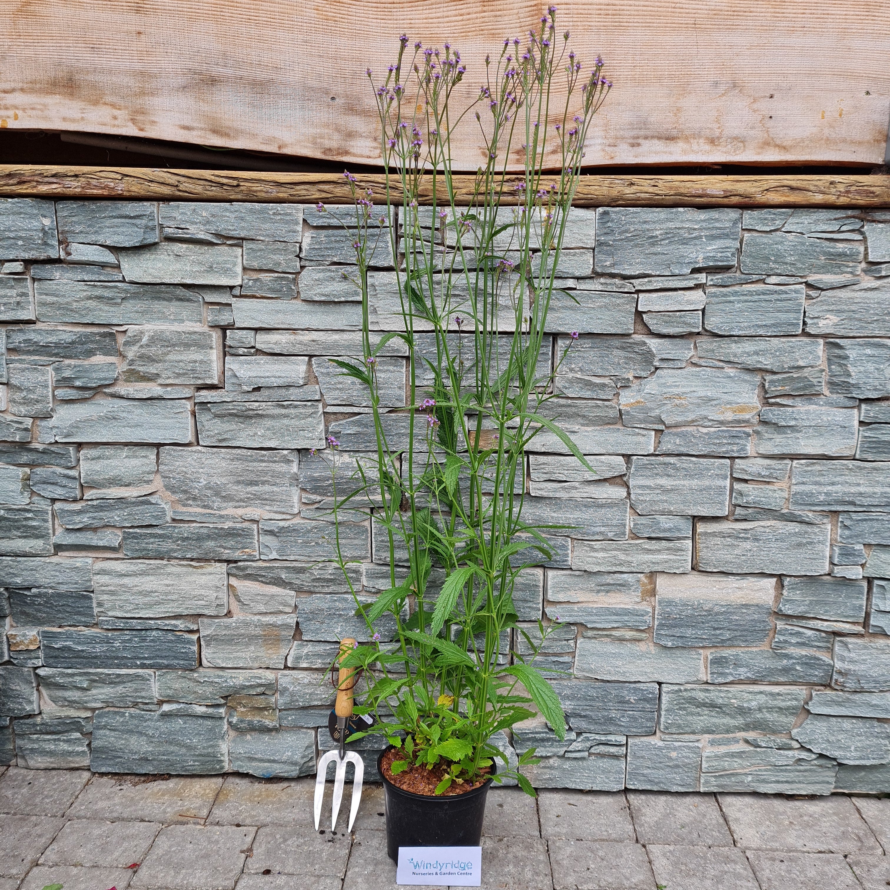 VERBENA Lavender Spires - Image 3