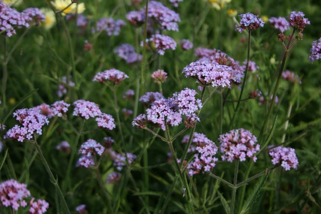 Verbena Lollipop