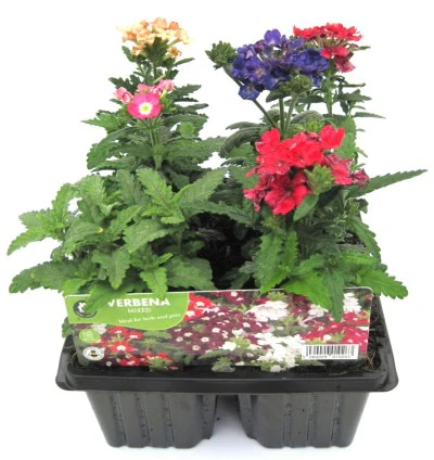 Verbena Quartz Mix Cellpak