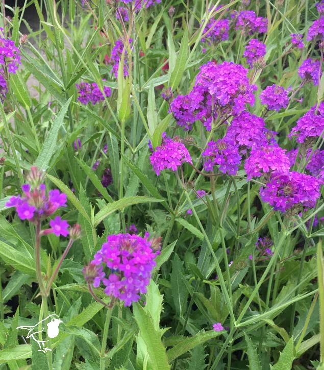 Verbena rigida - Image 2