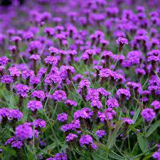 VERBENA rigida