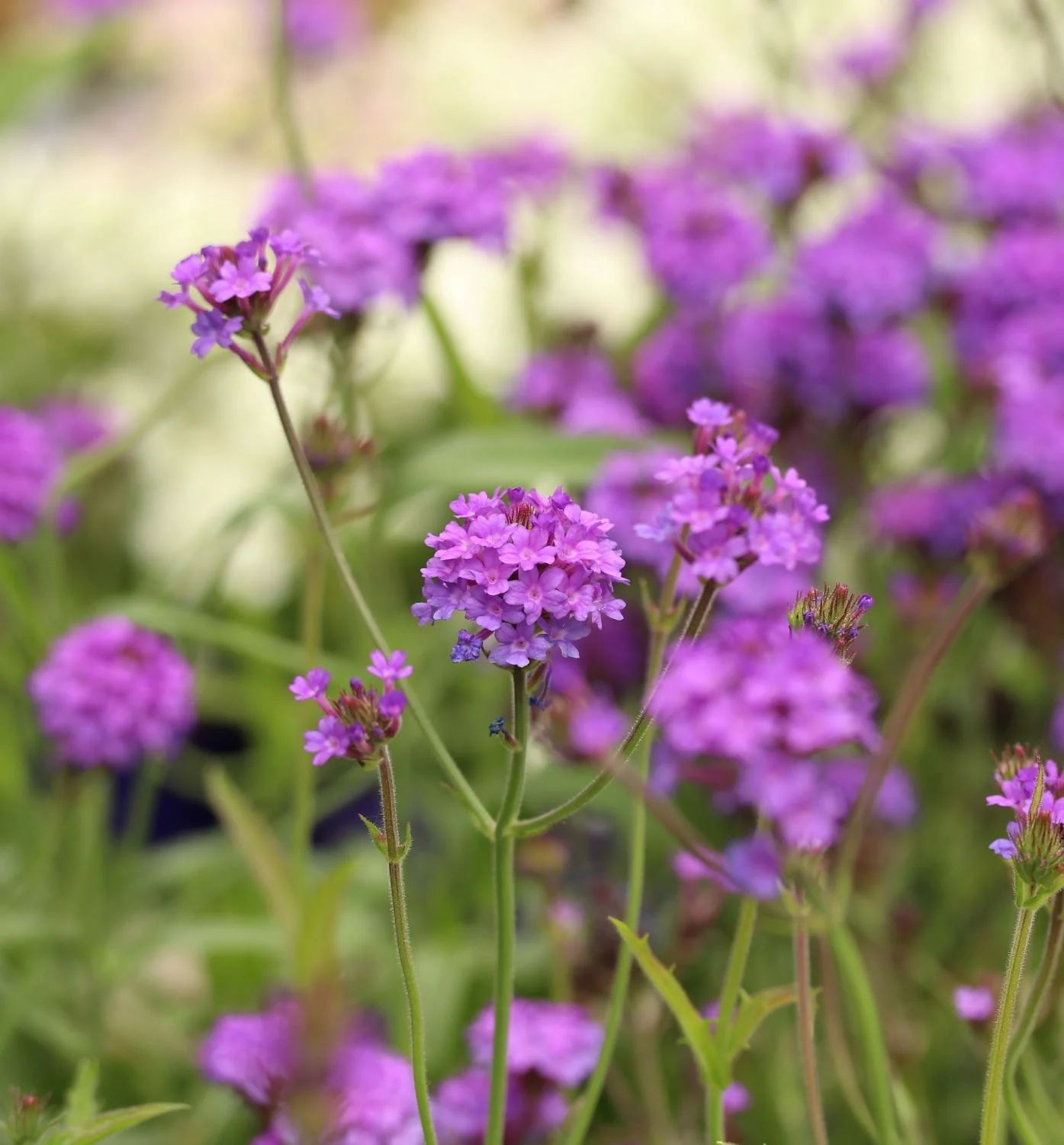 Verbena rigida
