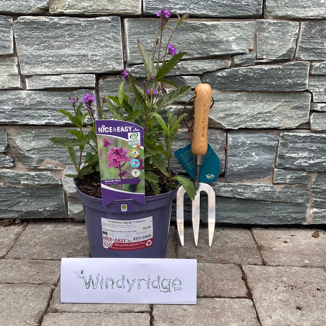 Verbena rigida Venosa - Image 2