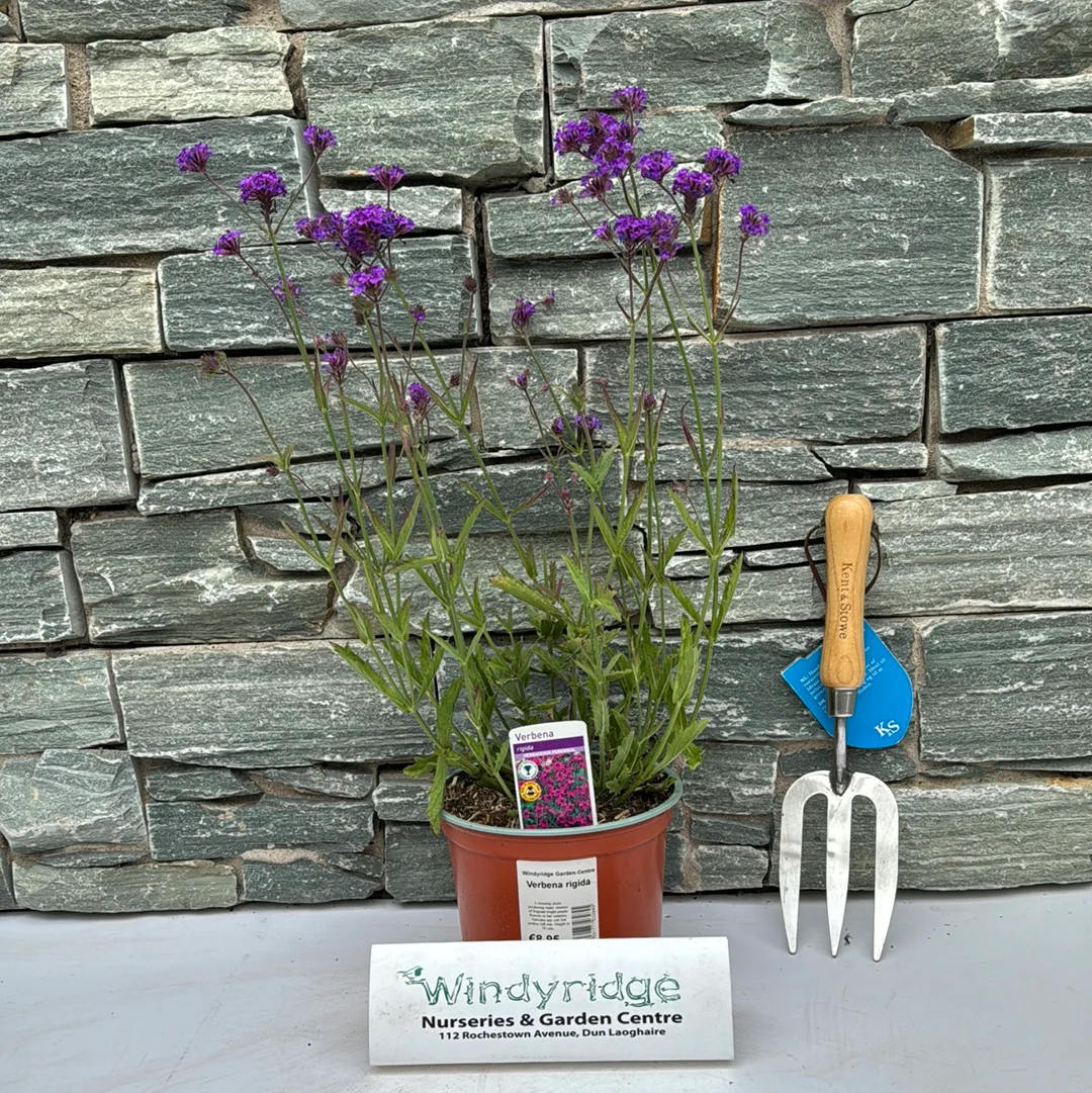 Verbena rigidia - Image 2
