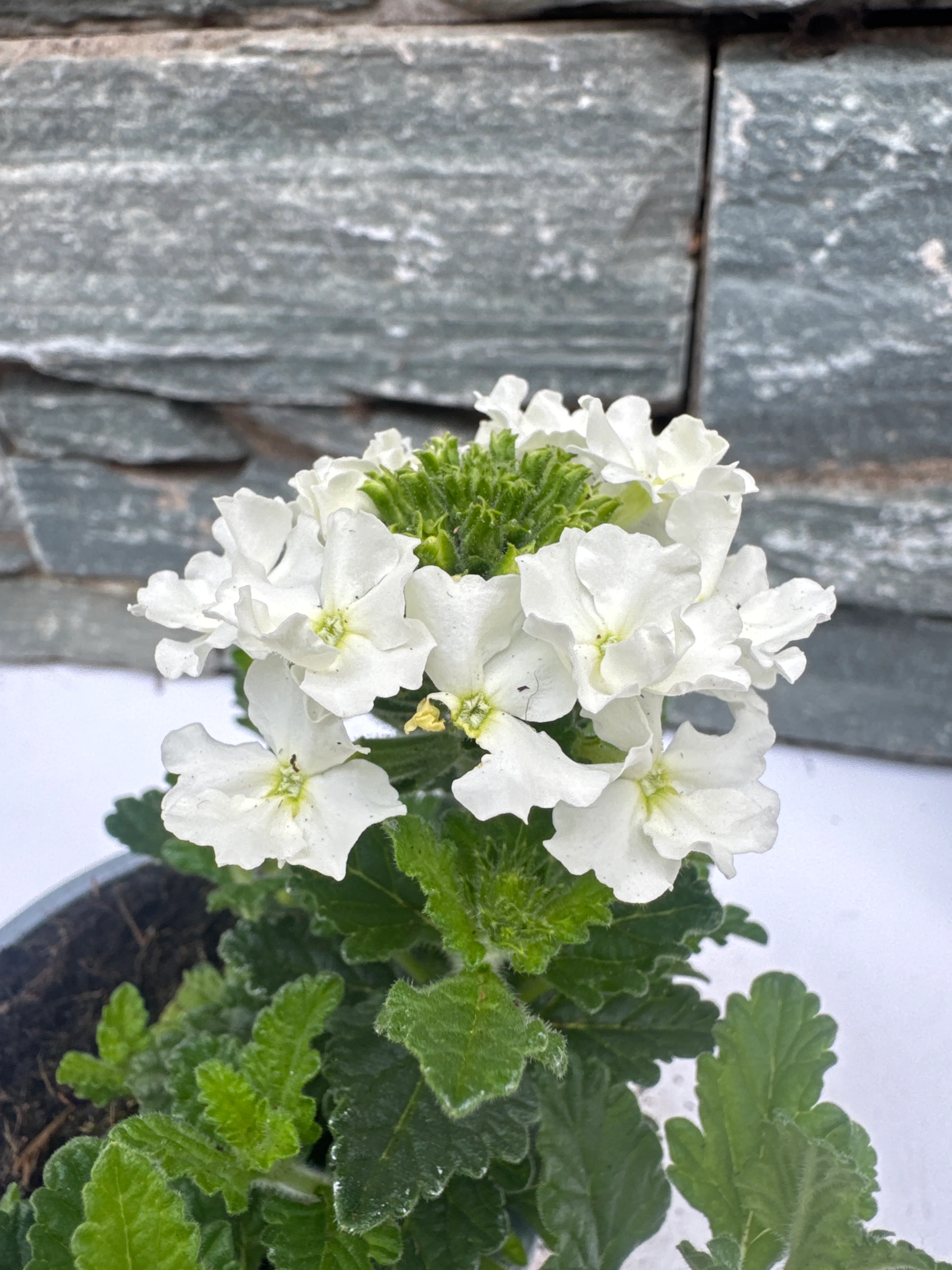 Verbena Venturi White - Image 2