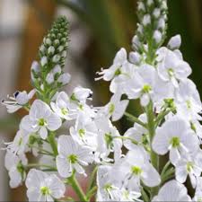 VERONICA 'Tissington White' - Image 2