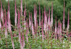 VERONICASTRUM virg. Pink Glow - Image 4