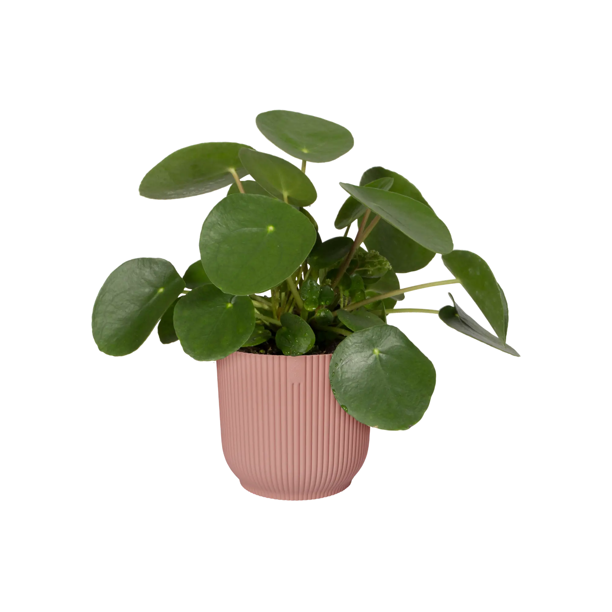 vibes fold round delicate pink Ø16cm - Image 3