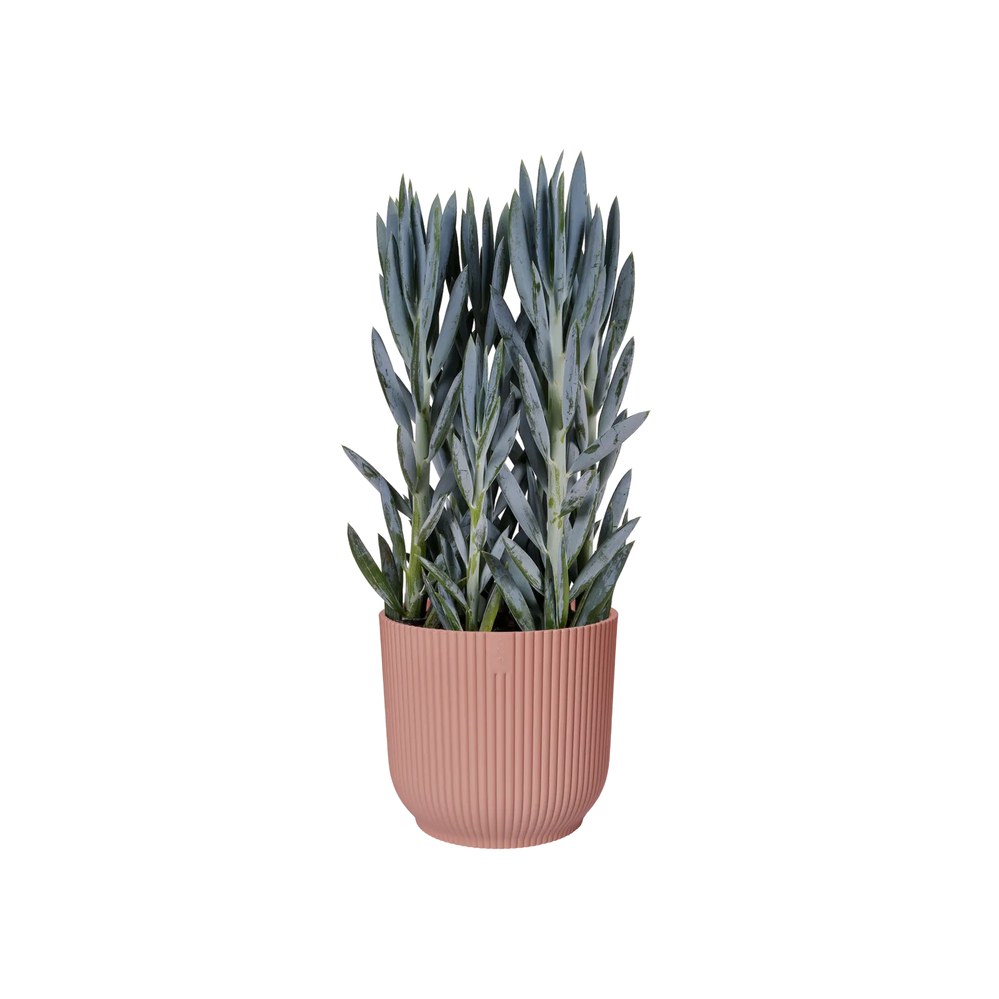 vibes fold round delicate pink Ø18cm - Image 3