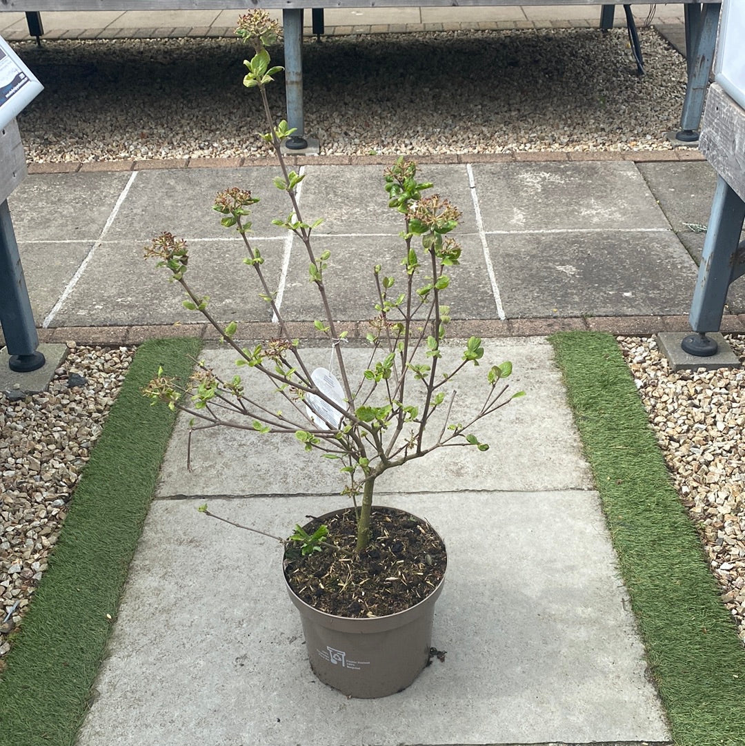VIBURNUM B. ANNE RUSSELL - Image 2