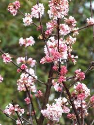 VIBURNUM BOD. CHARLES LAMONT