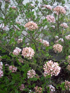 Viburnum burkw. Anne Russell