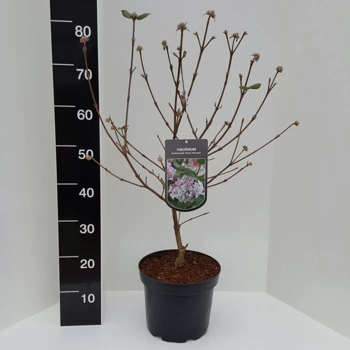 Viburnum burkw. Anne Russell  50-60 CM C5 - Image 3